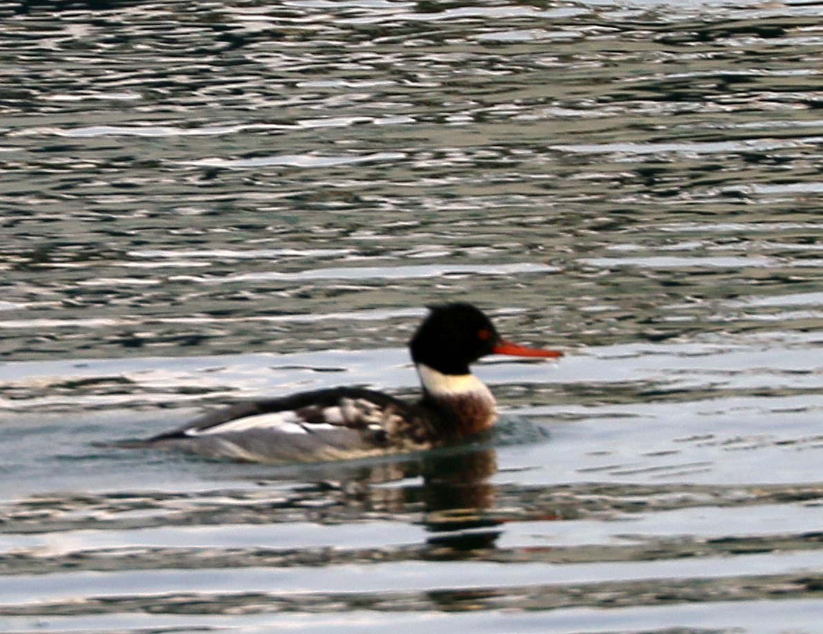 Red-breasted Merganser - ML647780131