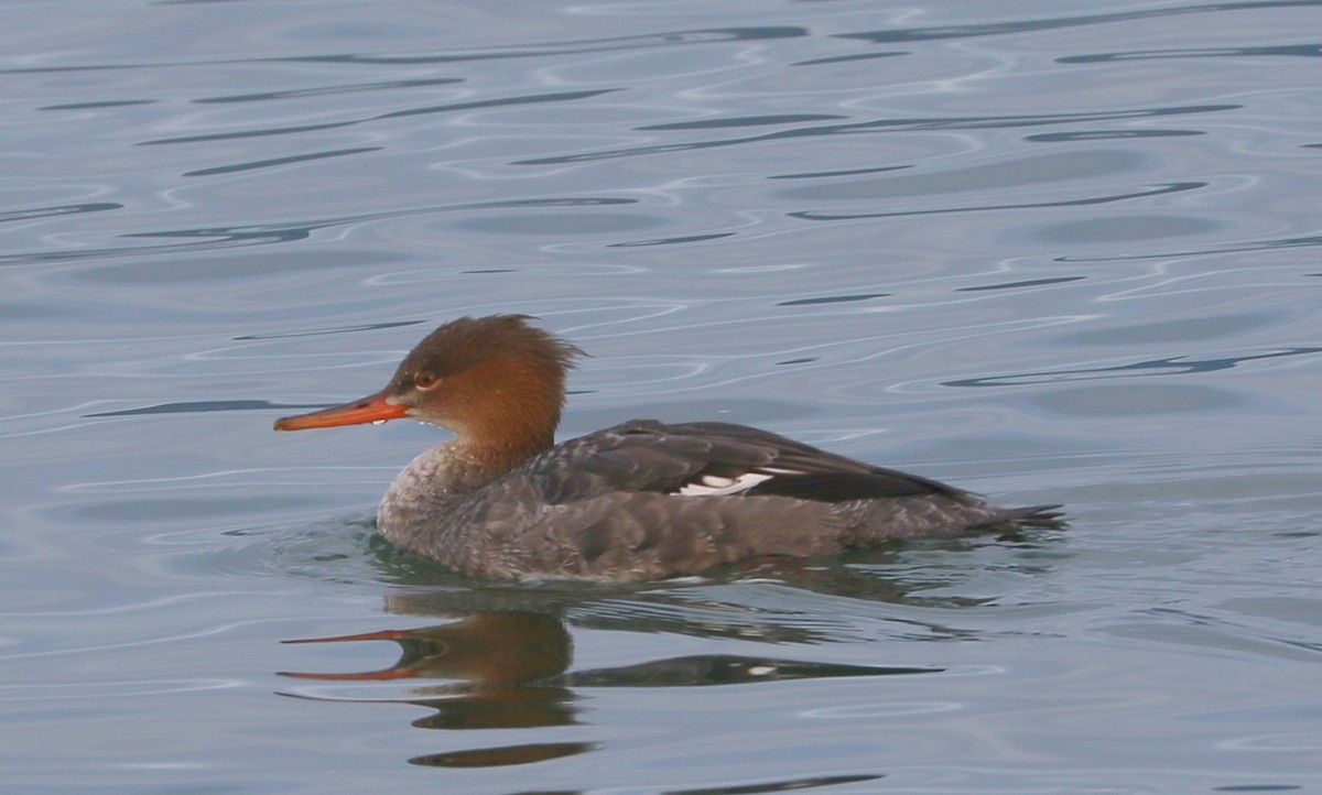 Red-breasted Merganser - ML647780132