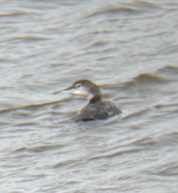 Common Loon - ML647780133