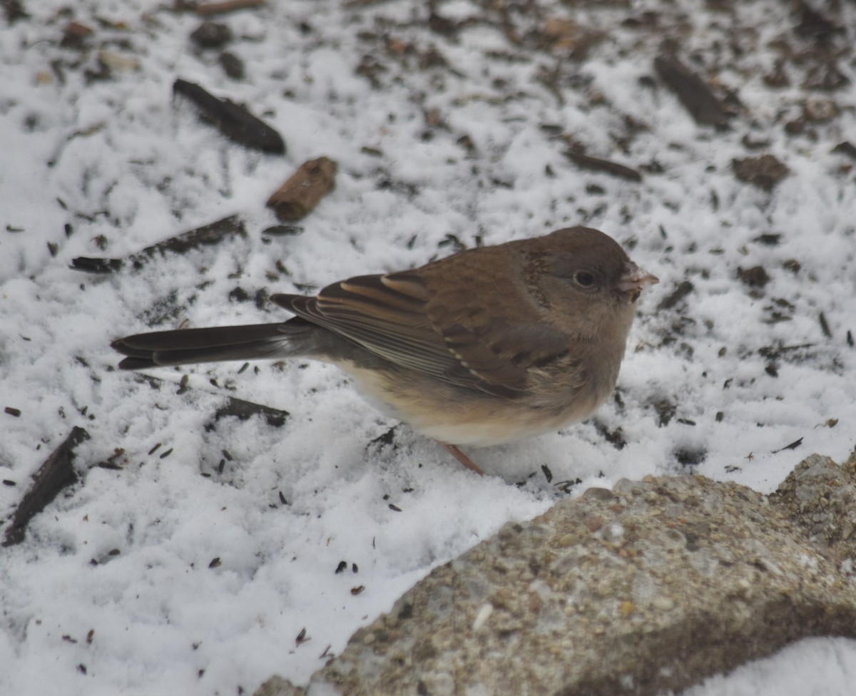 Dark-eyed Junco (Slate-colored) - ML647780134