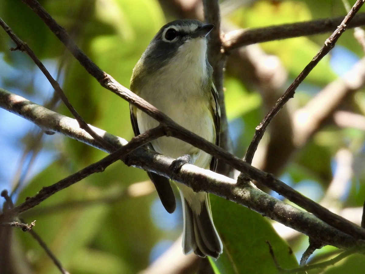 Blue-headed Vireo - ML647780136
