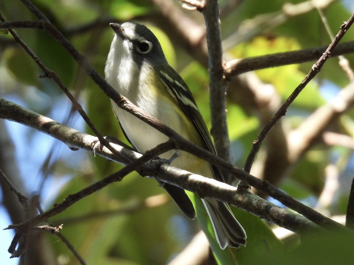Blue-headed Vireo - ML647780137