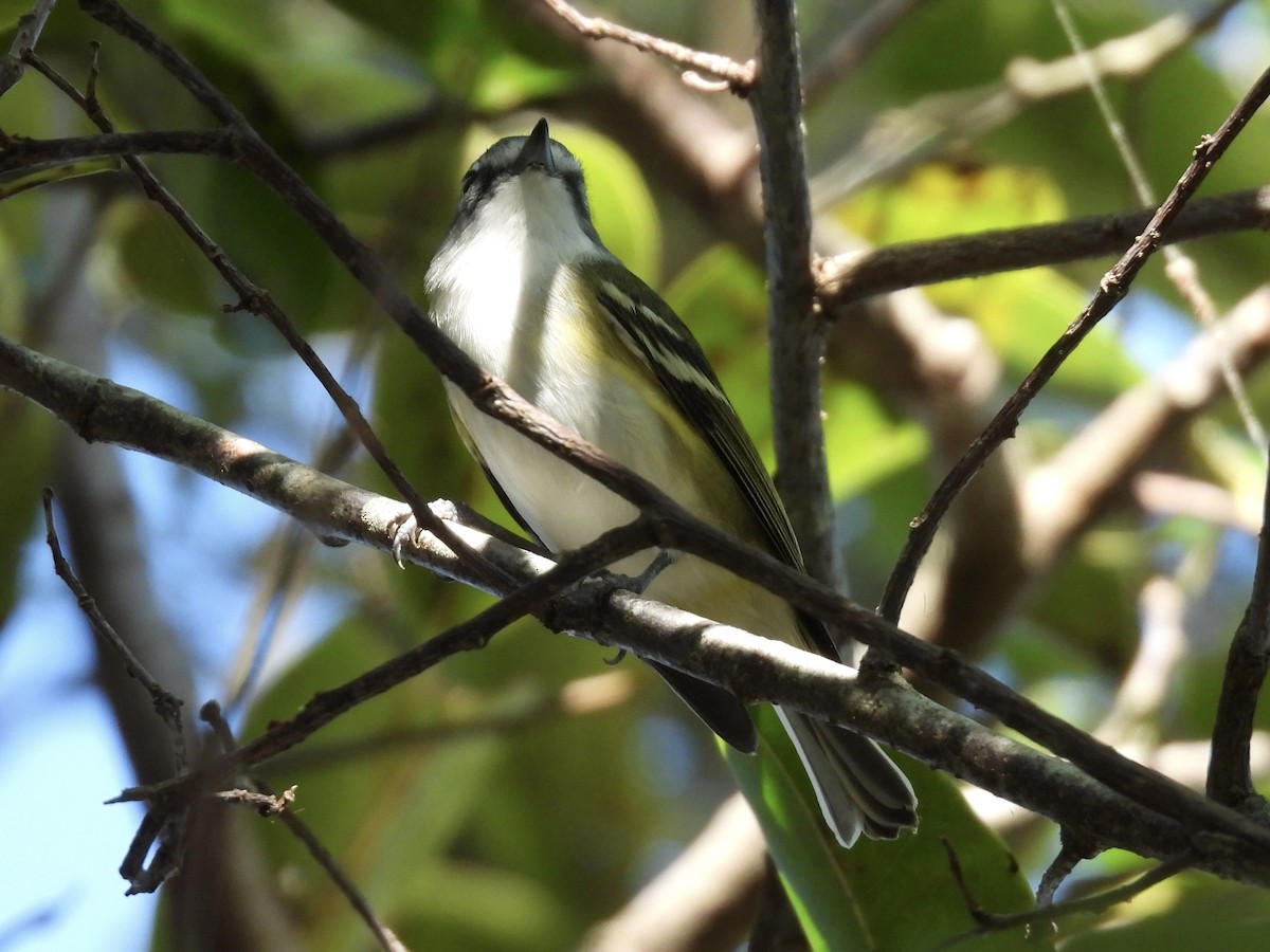 Blue-headed Vireo - ML647780138