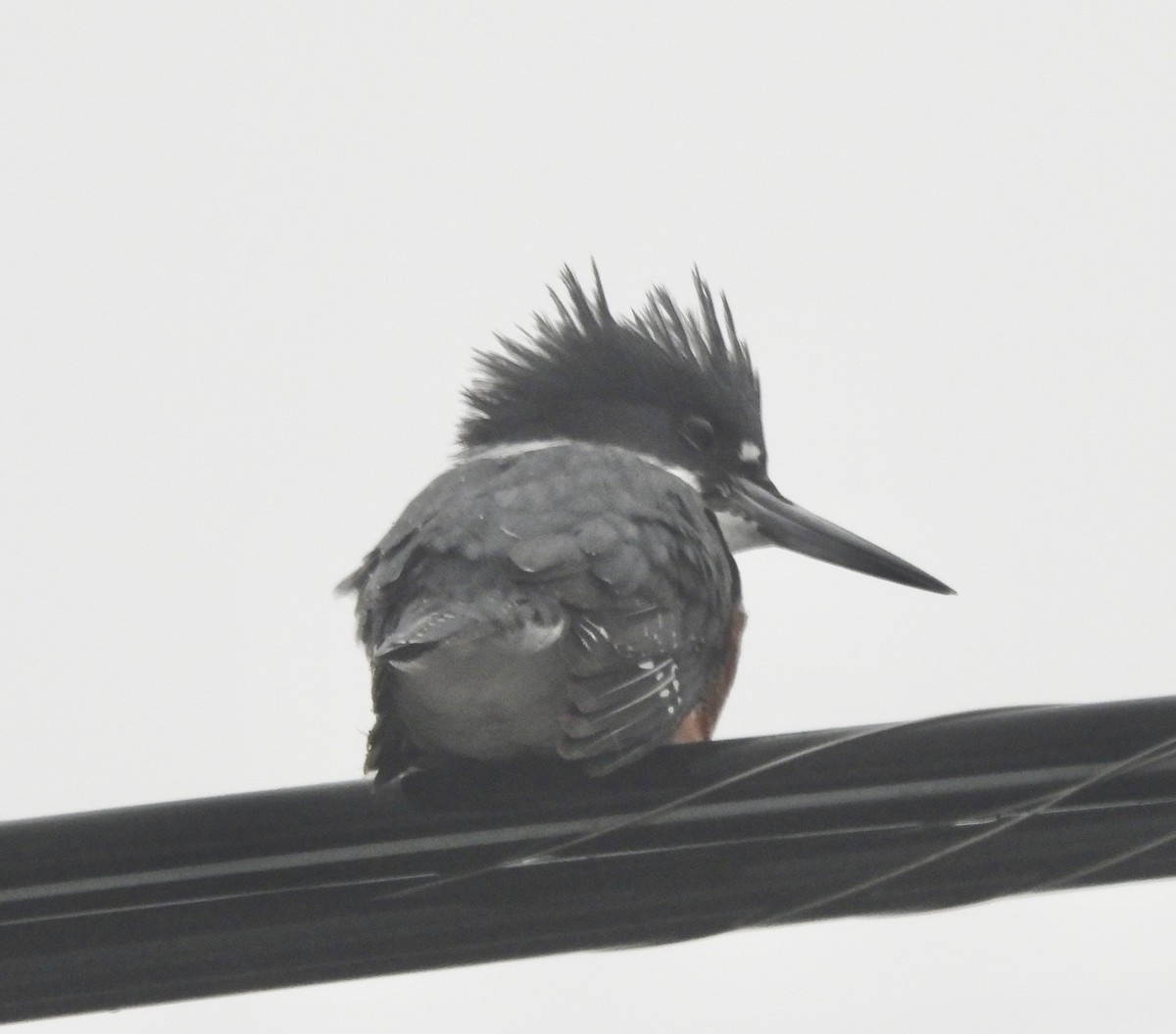 Belted Kingfisher - ML647780139