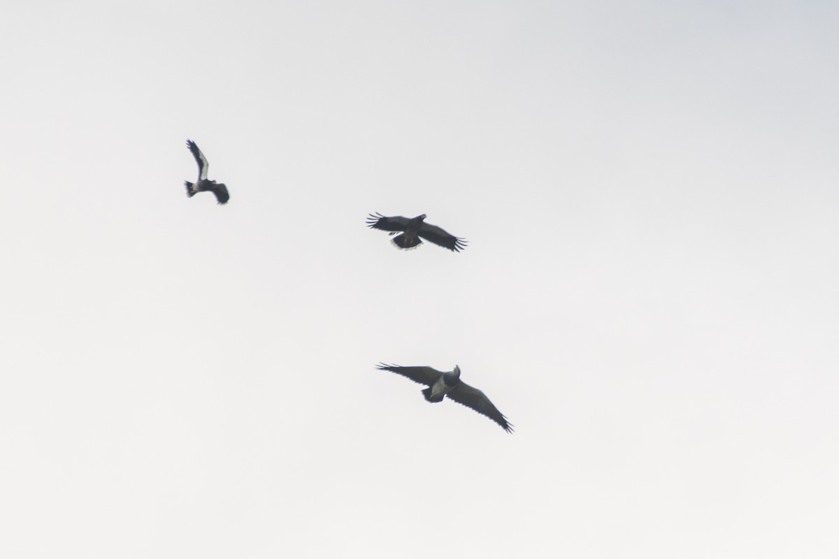 Black-chested Buzzard-Eagle - ML647780140