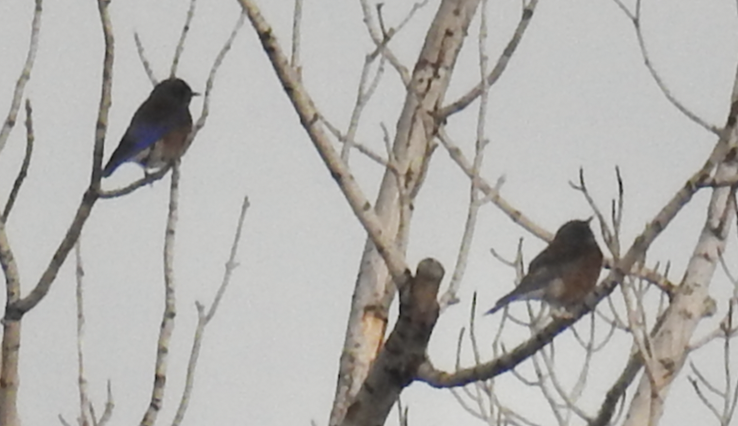 Western Bluebird - ML647780142