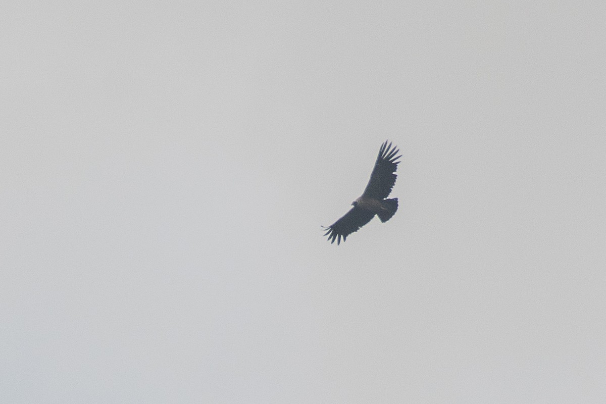 Andean Condor - ML647780144