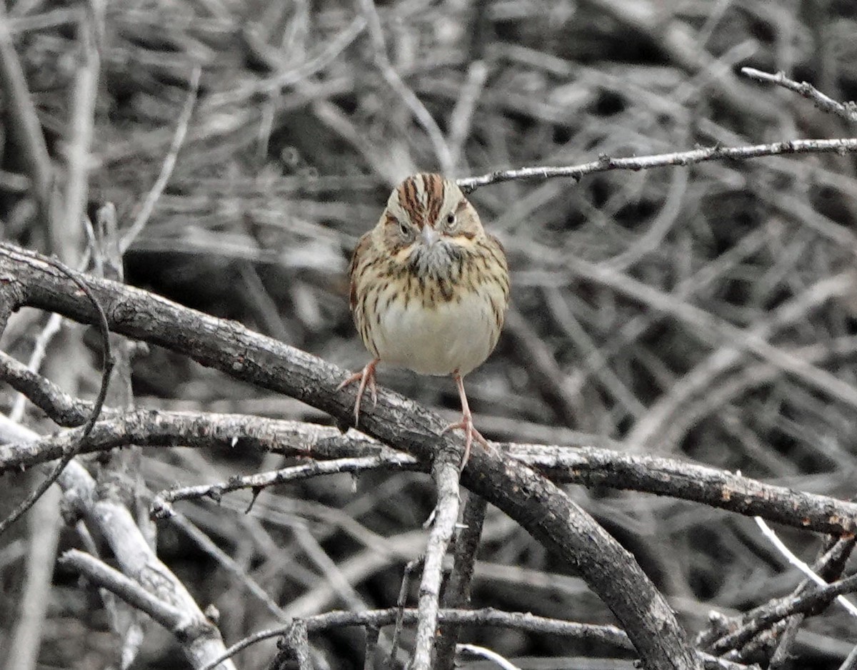 Lincoln's Sparrow - ML647780145