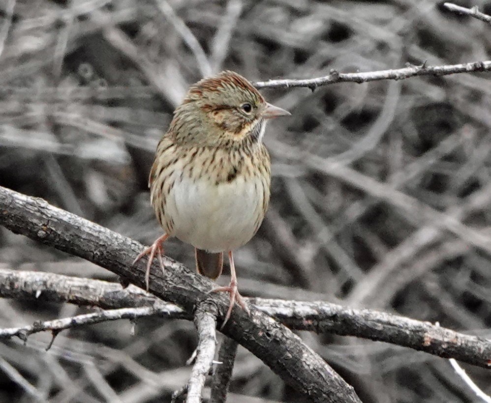 Lincoln's Sparrow - ML647780146