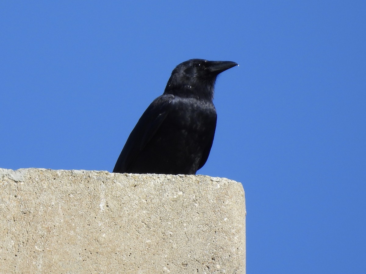 Fish Crow - ML647780148
