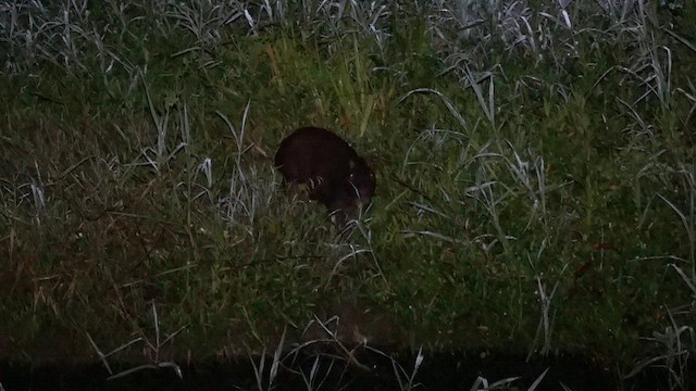 Capybara - ML647780164