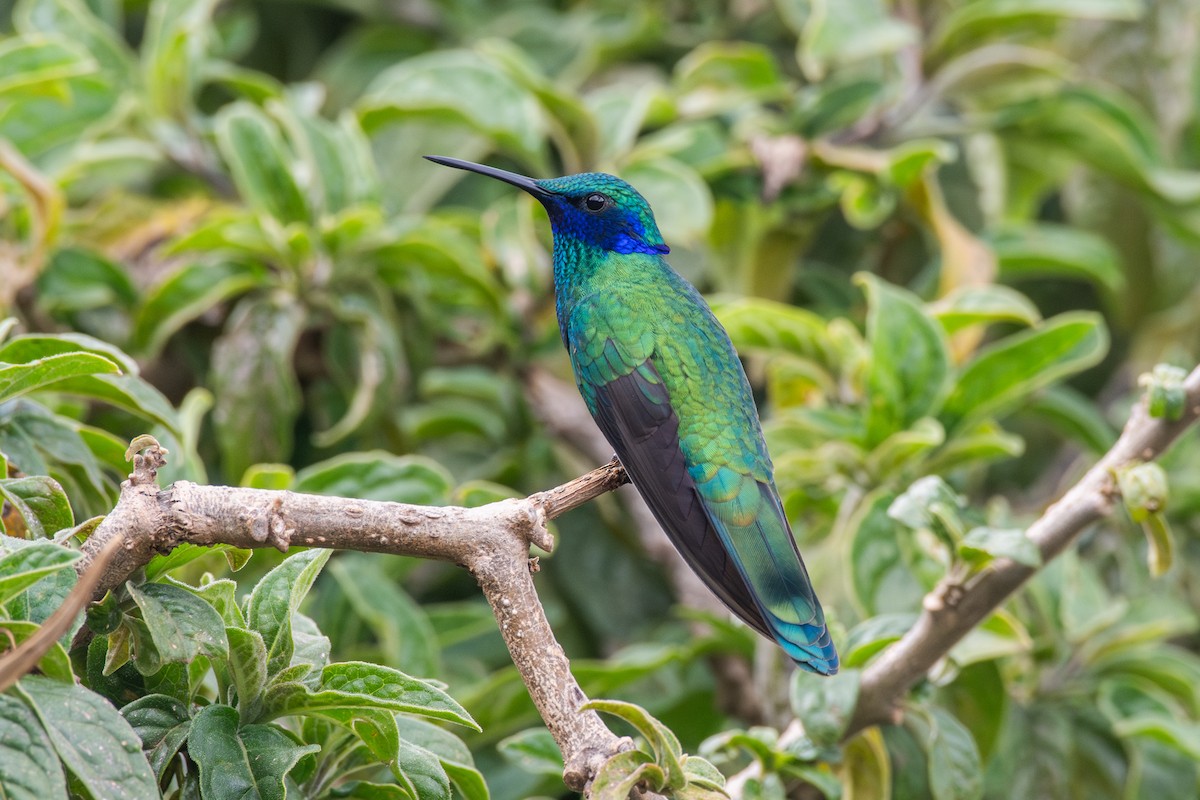 アオミミハチドリ - ML647780206