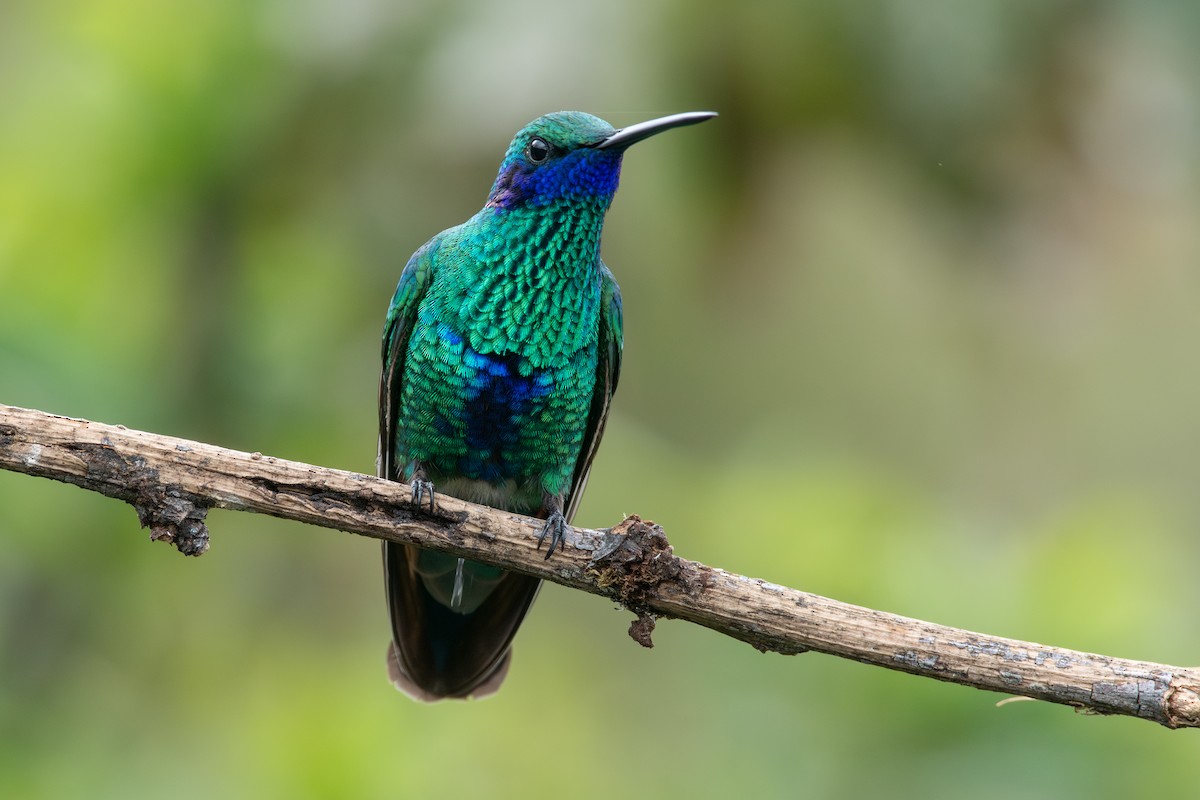 アオミミハチドリ - ML647780207