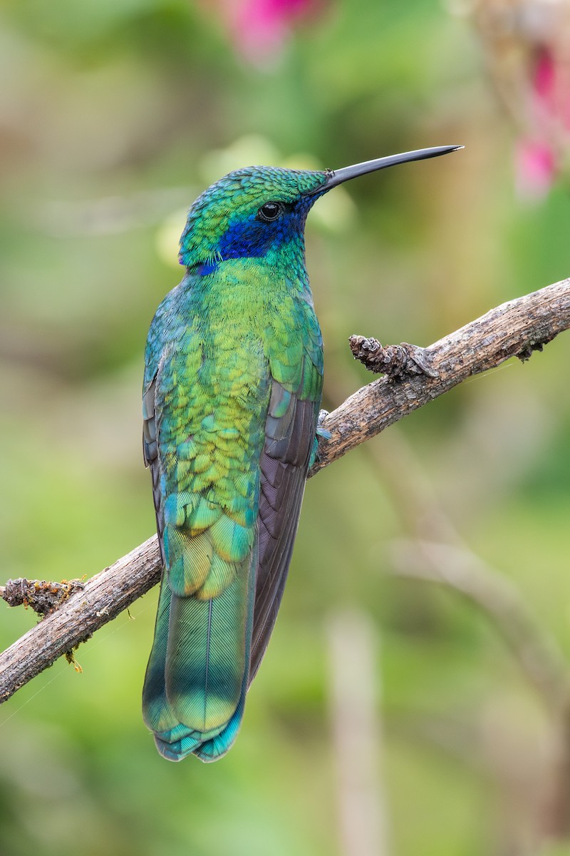 アオミミハチドリ - ML647780208