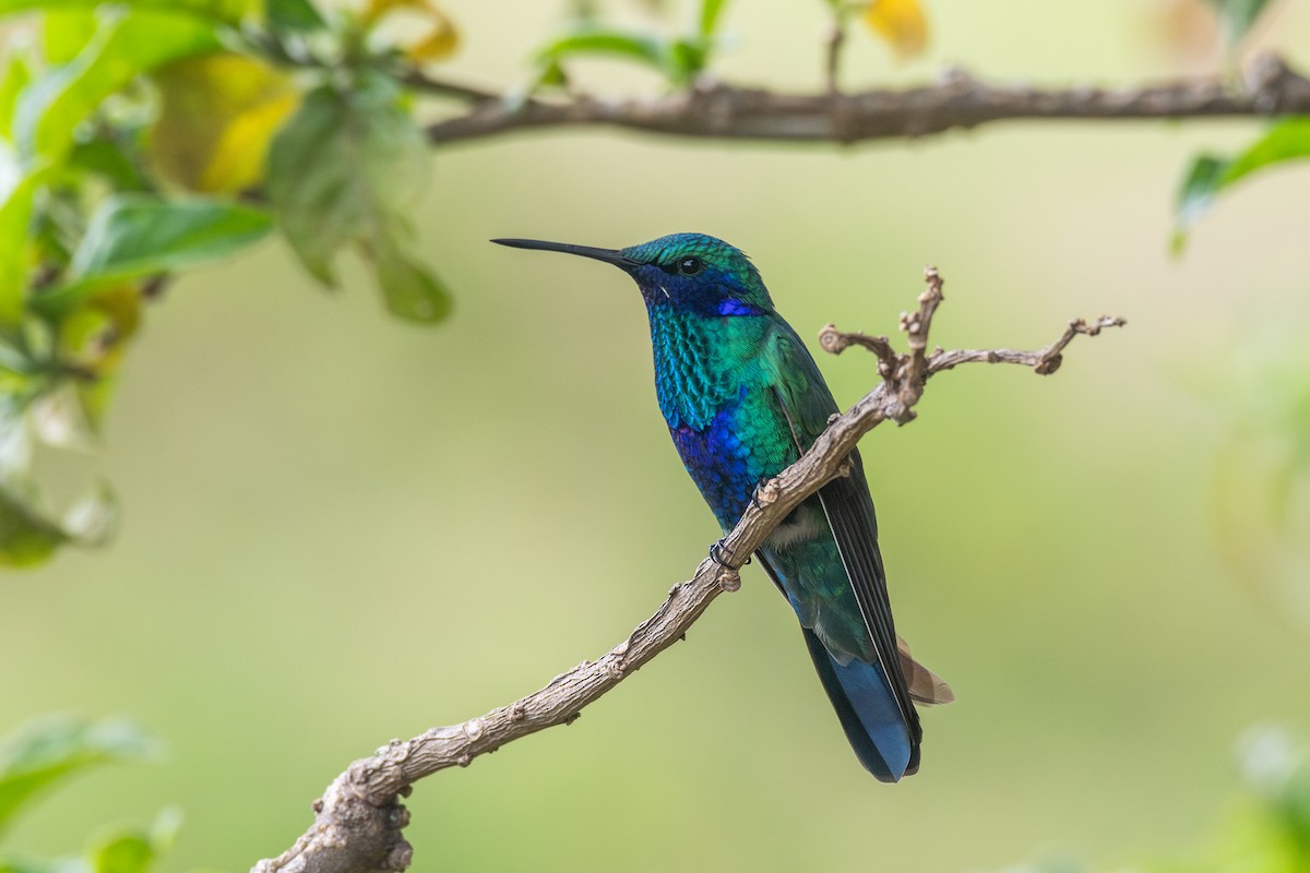 アオミミハチドリ - ML647780209