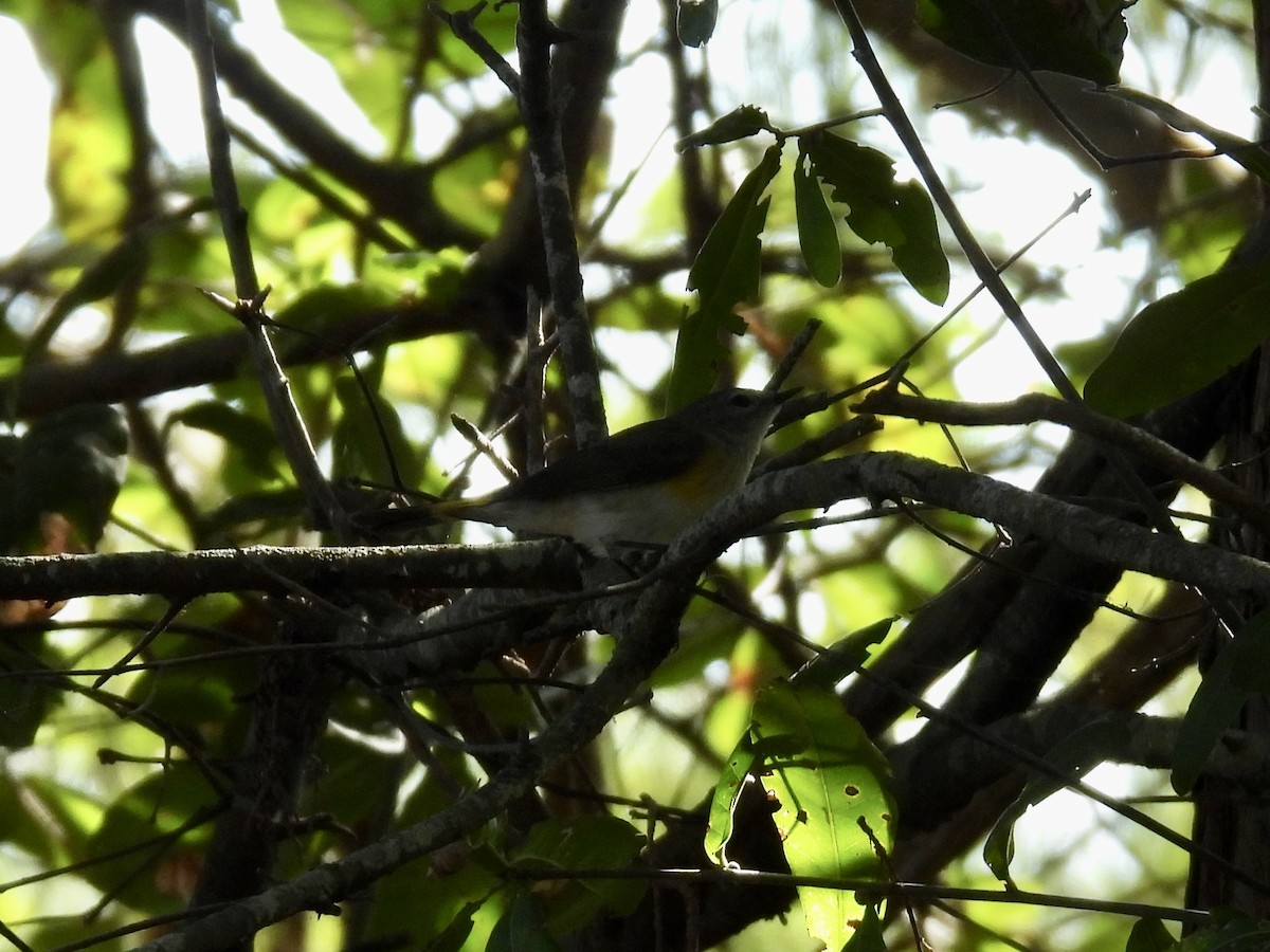 סבכון חכלילי - ML647780210