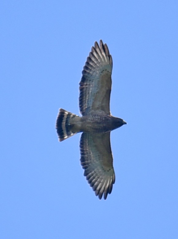 Broad-winged Hawk - ML647780239
