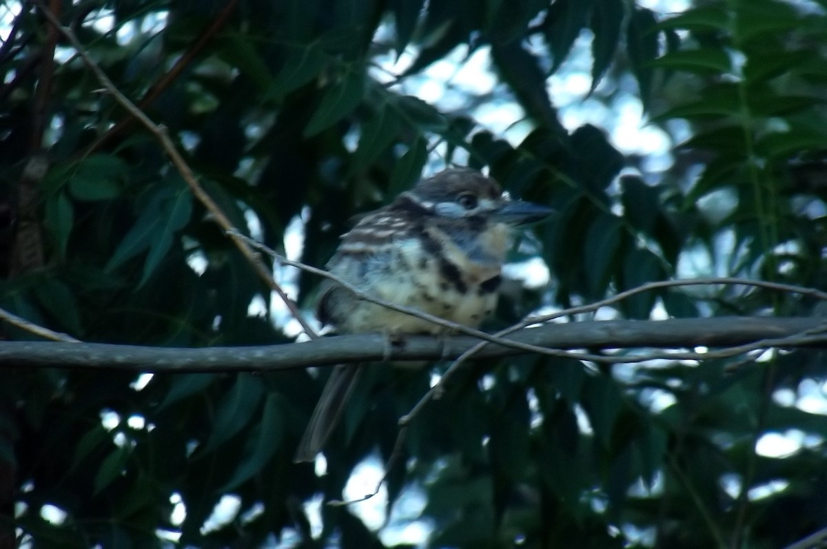 Two-banded Puffbird - ML647780257