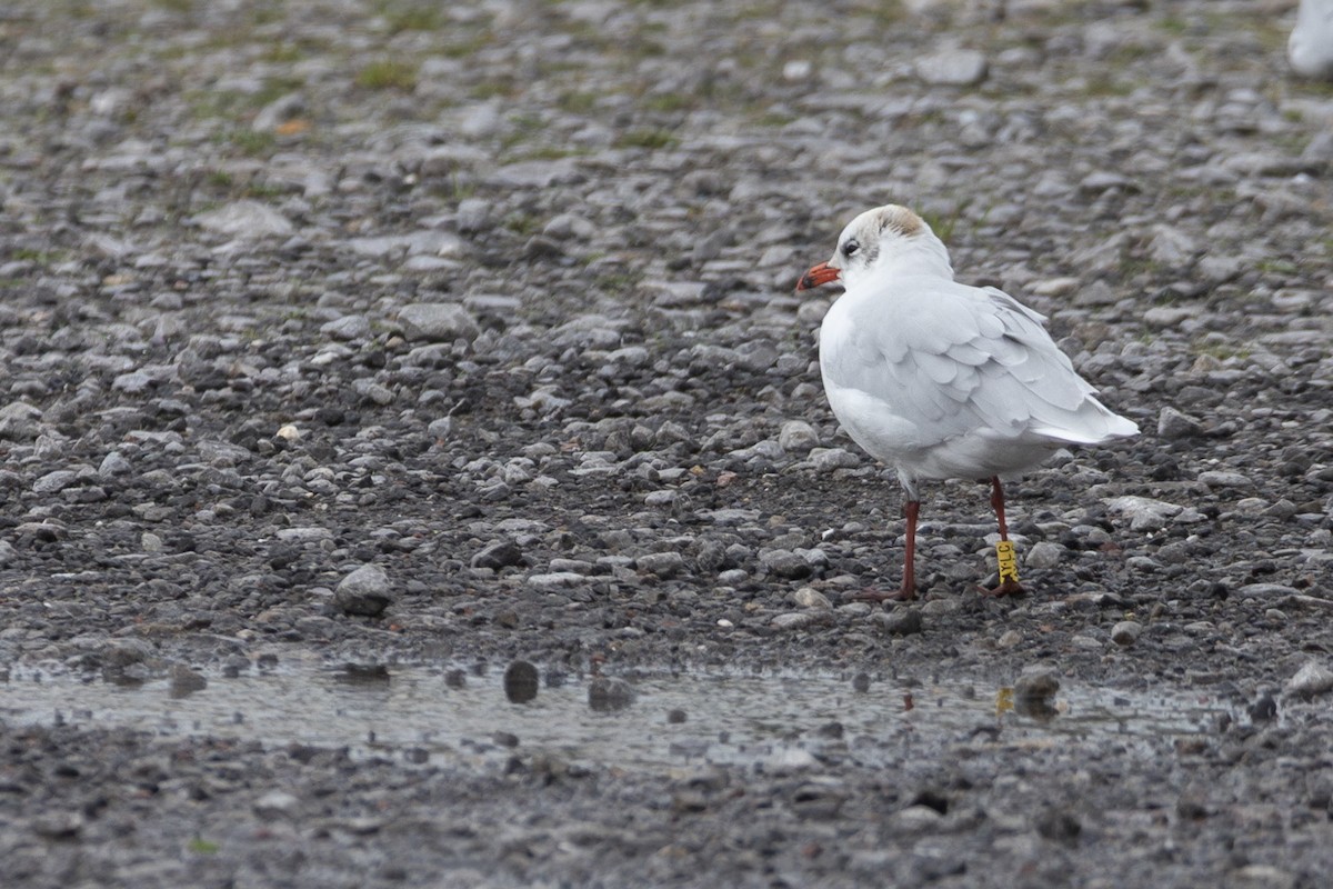 Mediterranean Gull - ML647780264