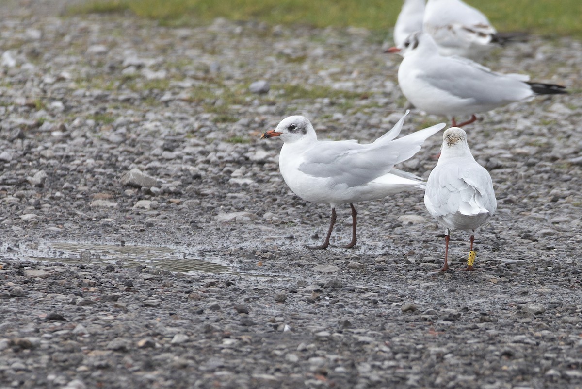 ニシズグロカモメ - ML647780265