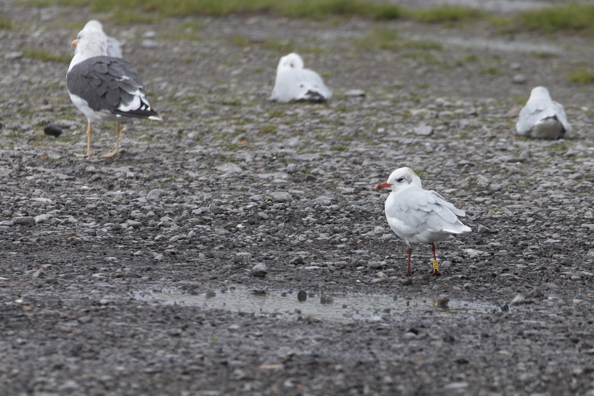 ニシズグロカモメ - ML647780266