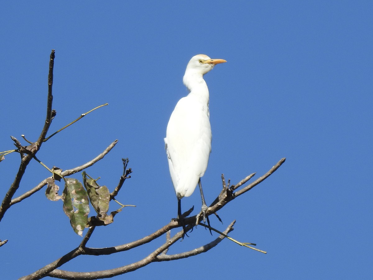 ニシアマサギ - ML647780285