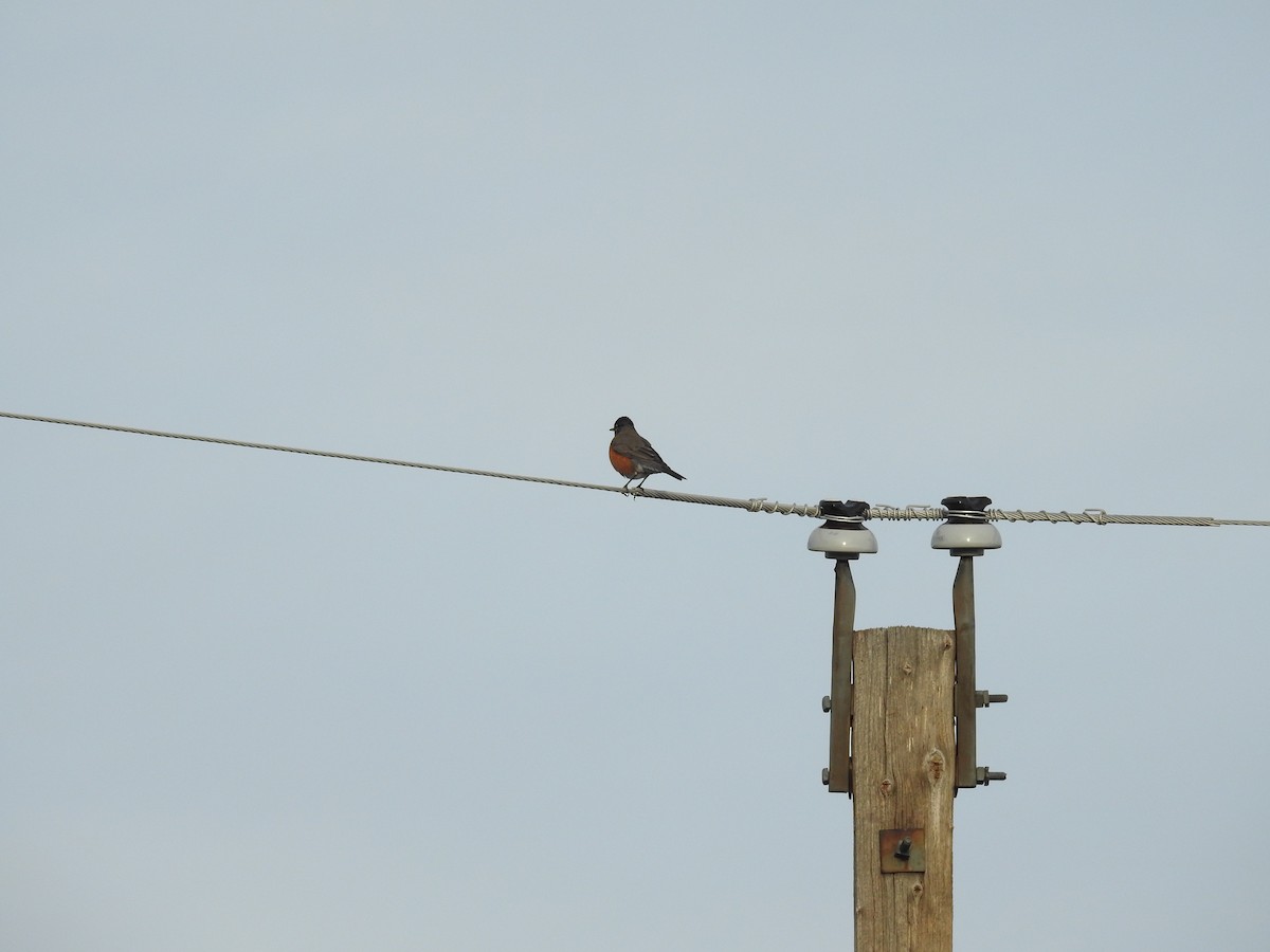 コマツグミ - ML647780286