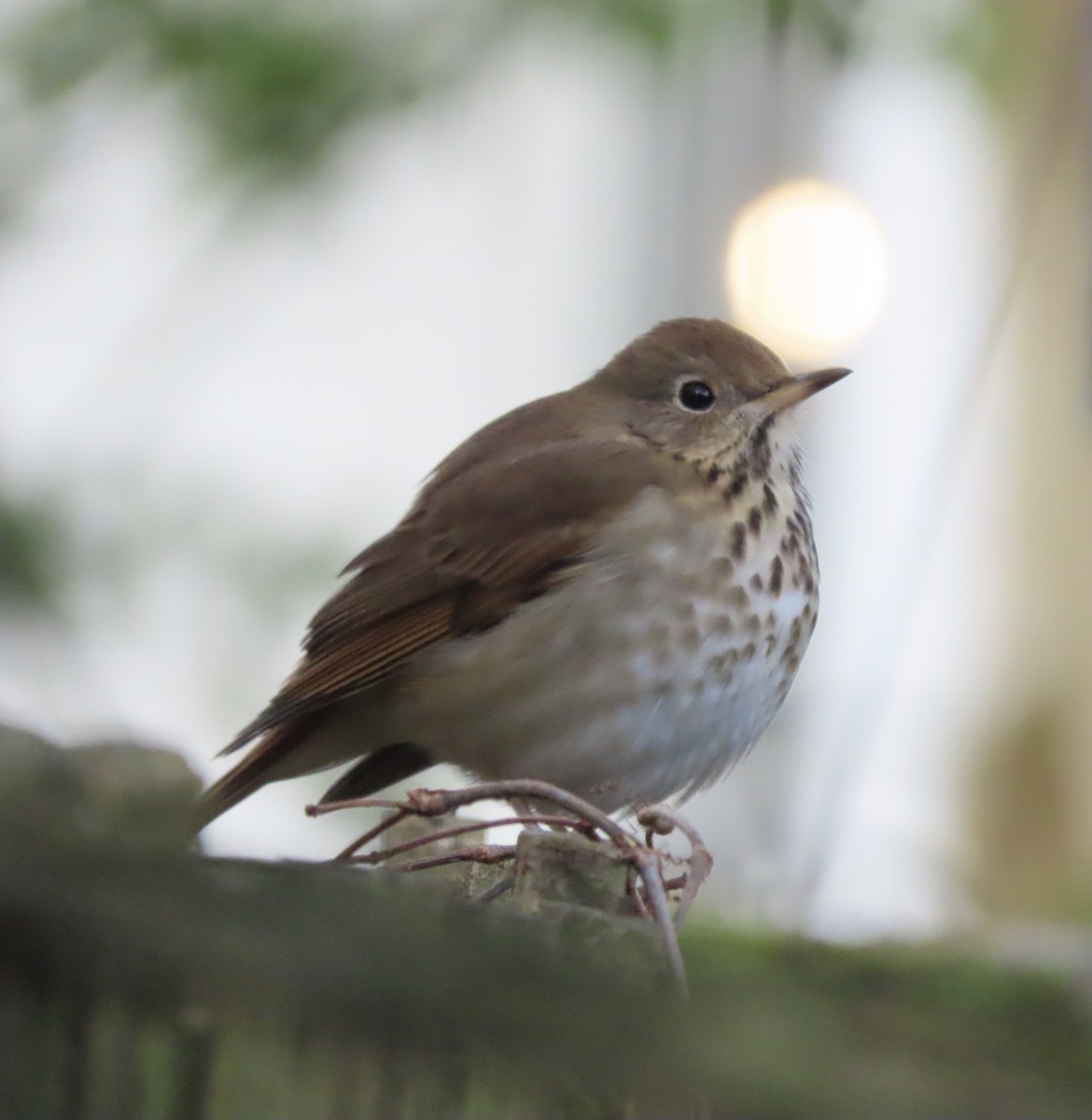 チャイロコツグミ - ML647780287