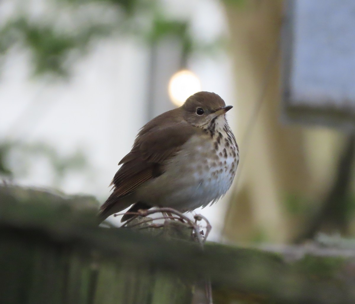 チャイロコツグミ - ML647780288