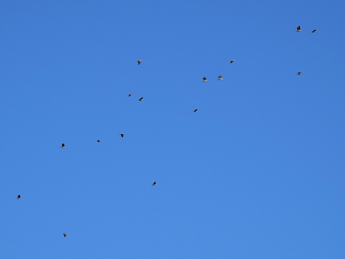 オビオバト - ML647780289