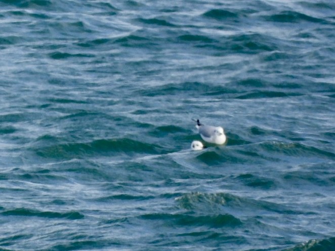 ボナパルトカモメ - ML647780290