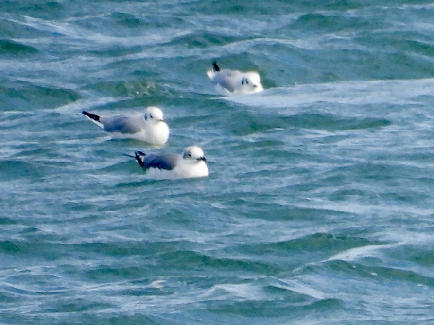 ボナパルトカモメ - ML647780291