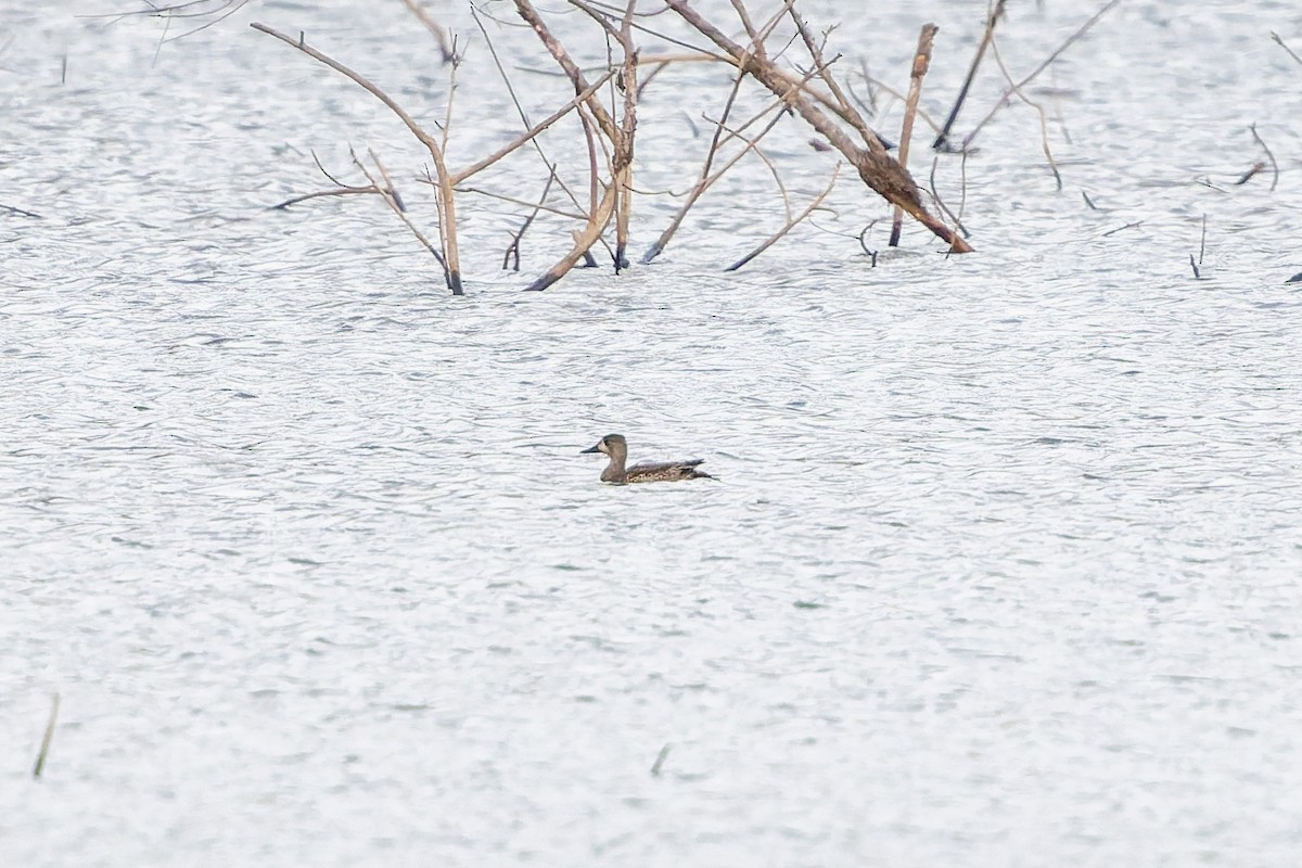 ミカヅキシマアジ - ML647780292