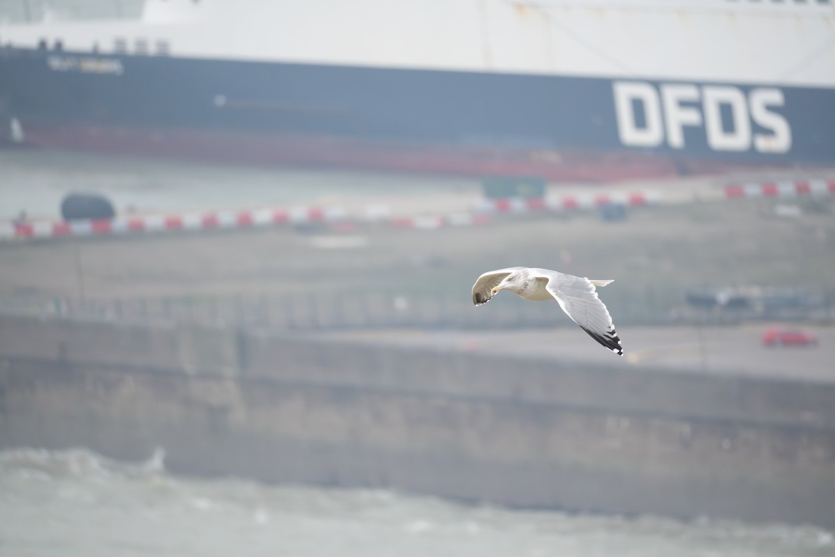 ヨーロッパセグロカモメ - ML647780293