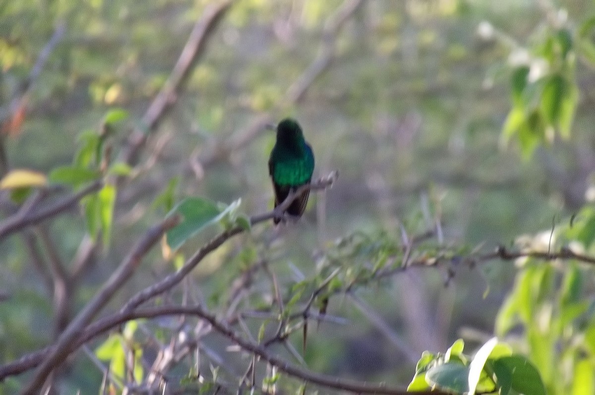 アイオヒメエメラルドハチドリ - ML647780294