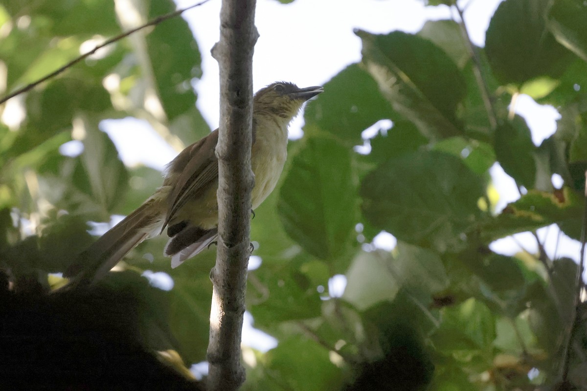 キバラアオヒヨドリ - ML647780295