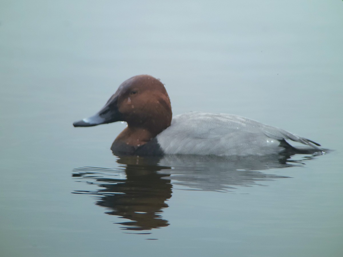 Common Pochard - ML647780296