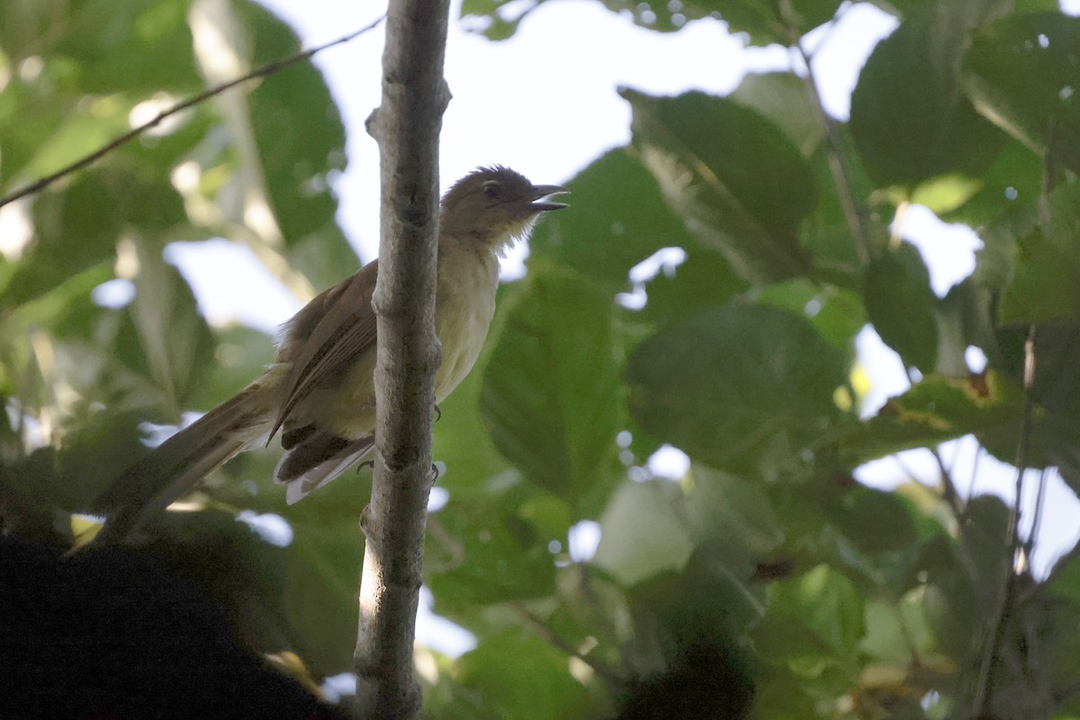 キバラアオヒヨドリ - ML647780297