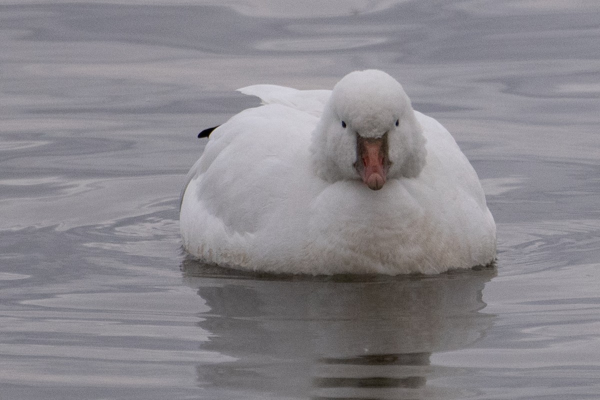 ヒメハクガン - ML647780299