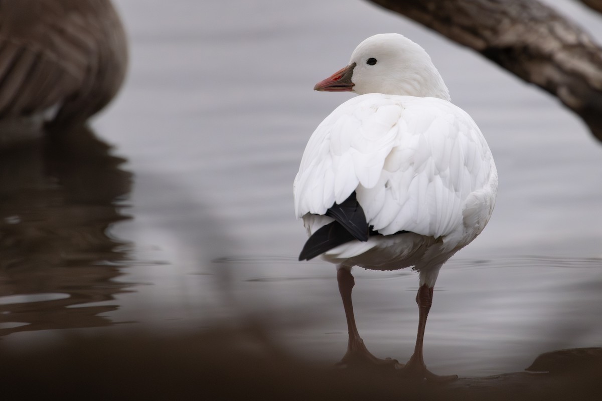 ヒメハクガン - ML647780300