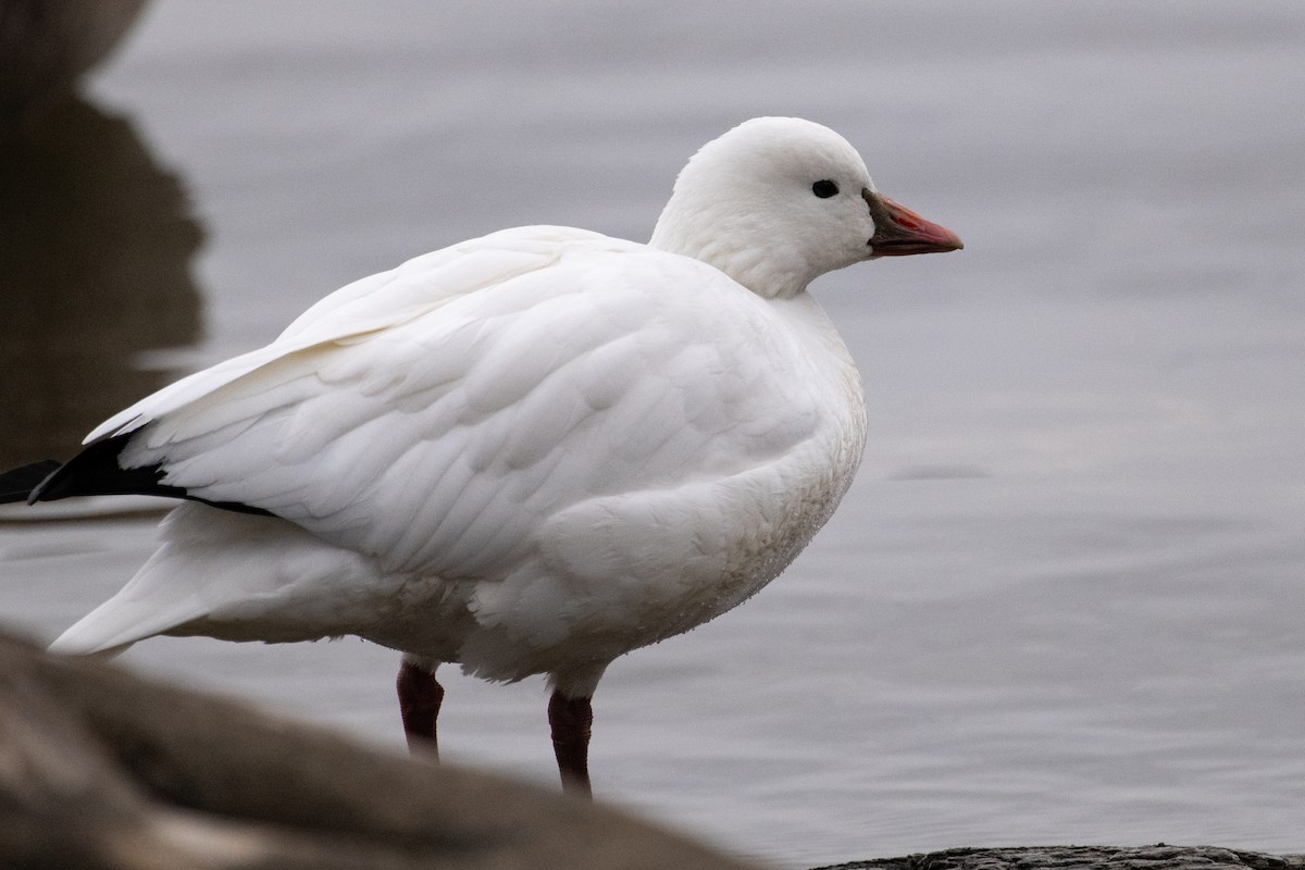 ヒメハクガン - ML647780301