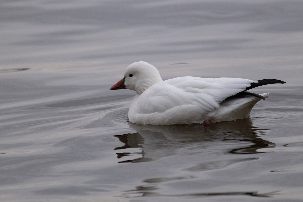 ヒメハクガン - ML647780302