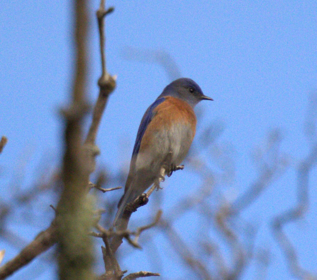 チャカタルリツグミ - ML647780303