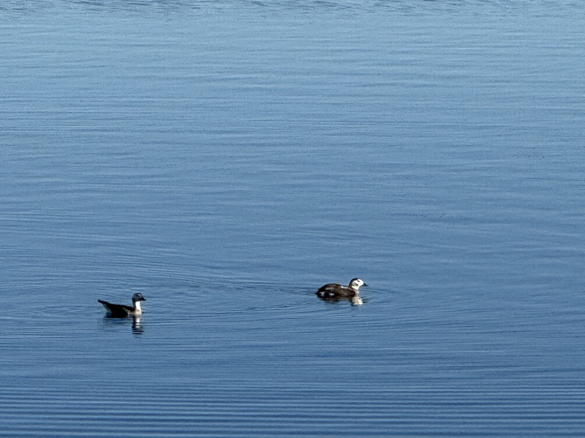 コオリガモ - ML647780304