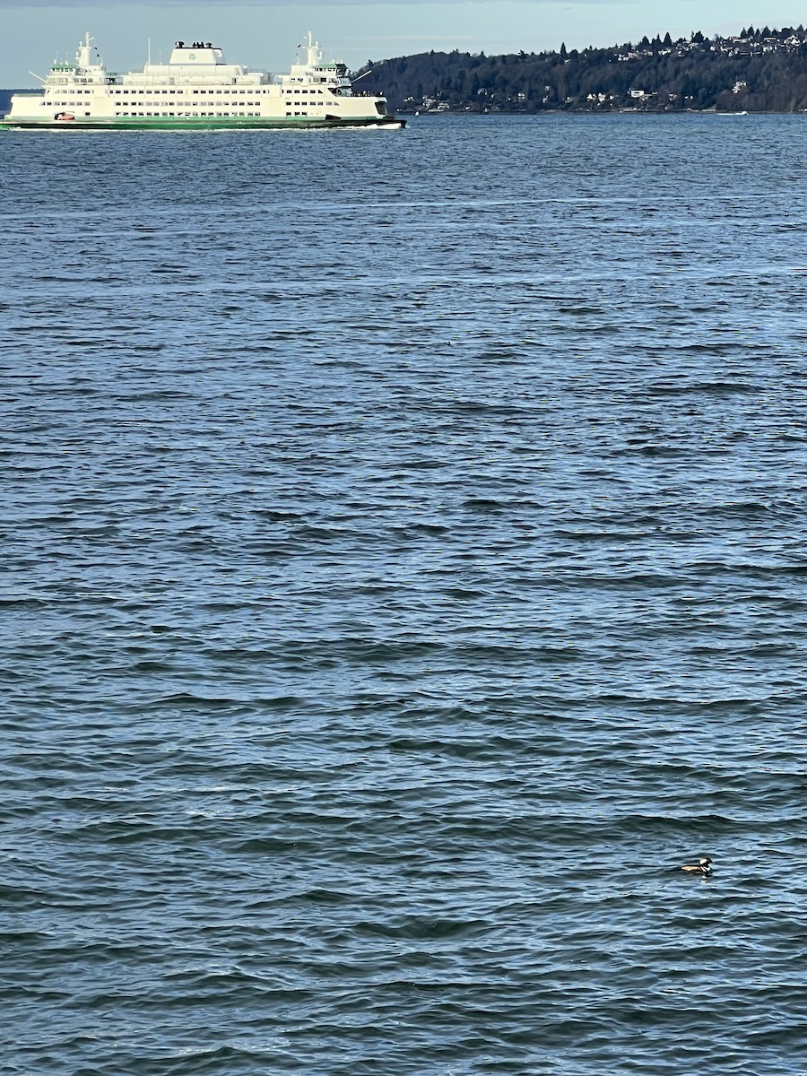 オウギアイサ - ML647780305