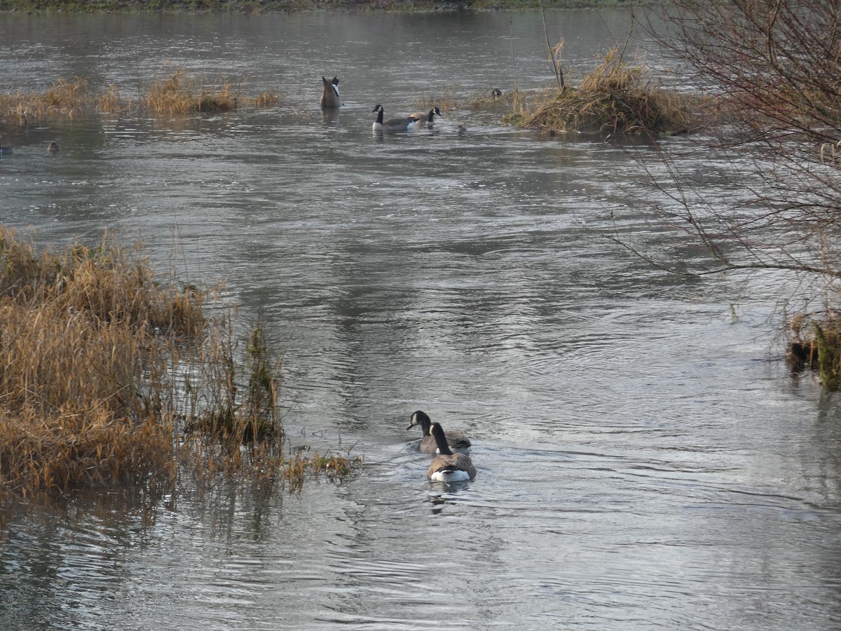 カナダガン - ML647780306