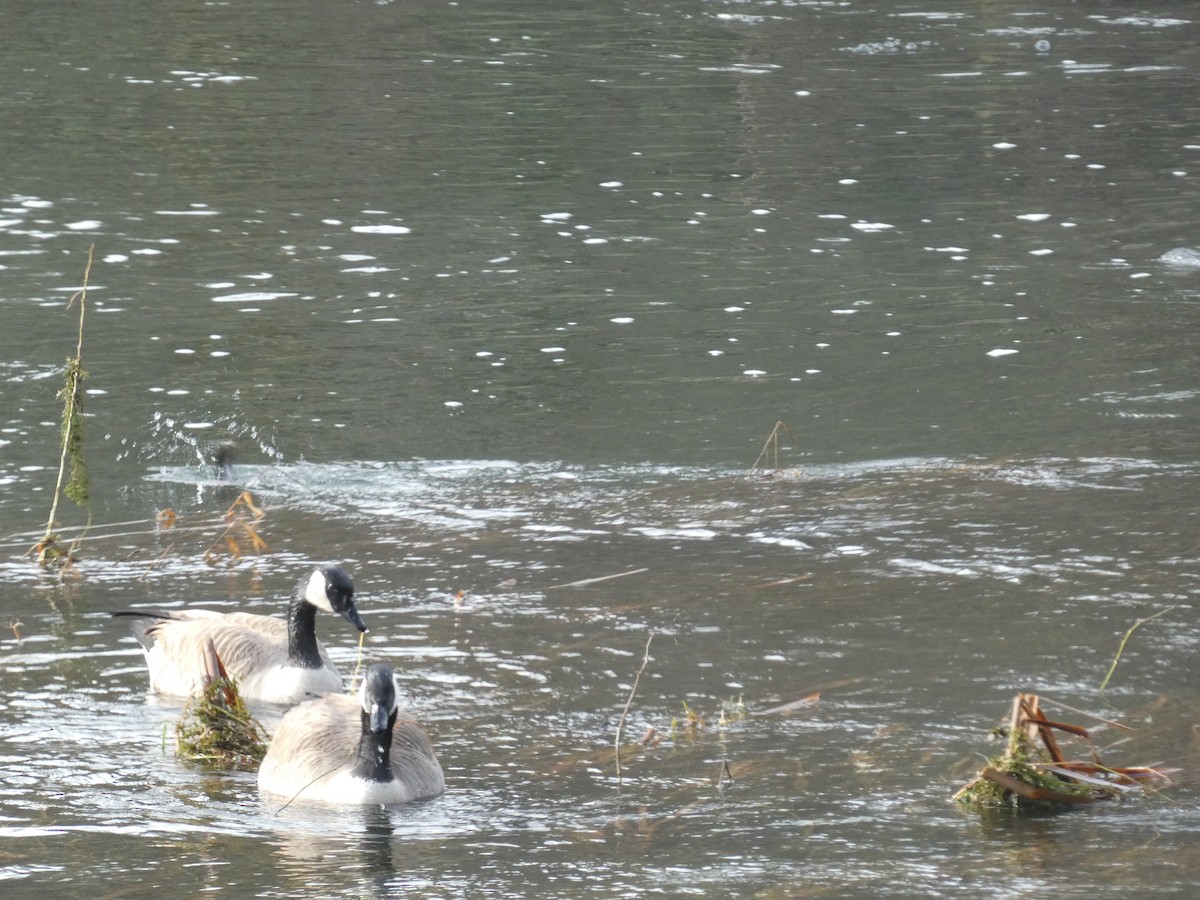 カナダガン - ML647780307