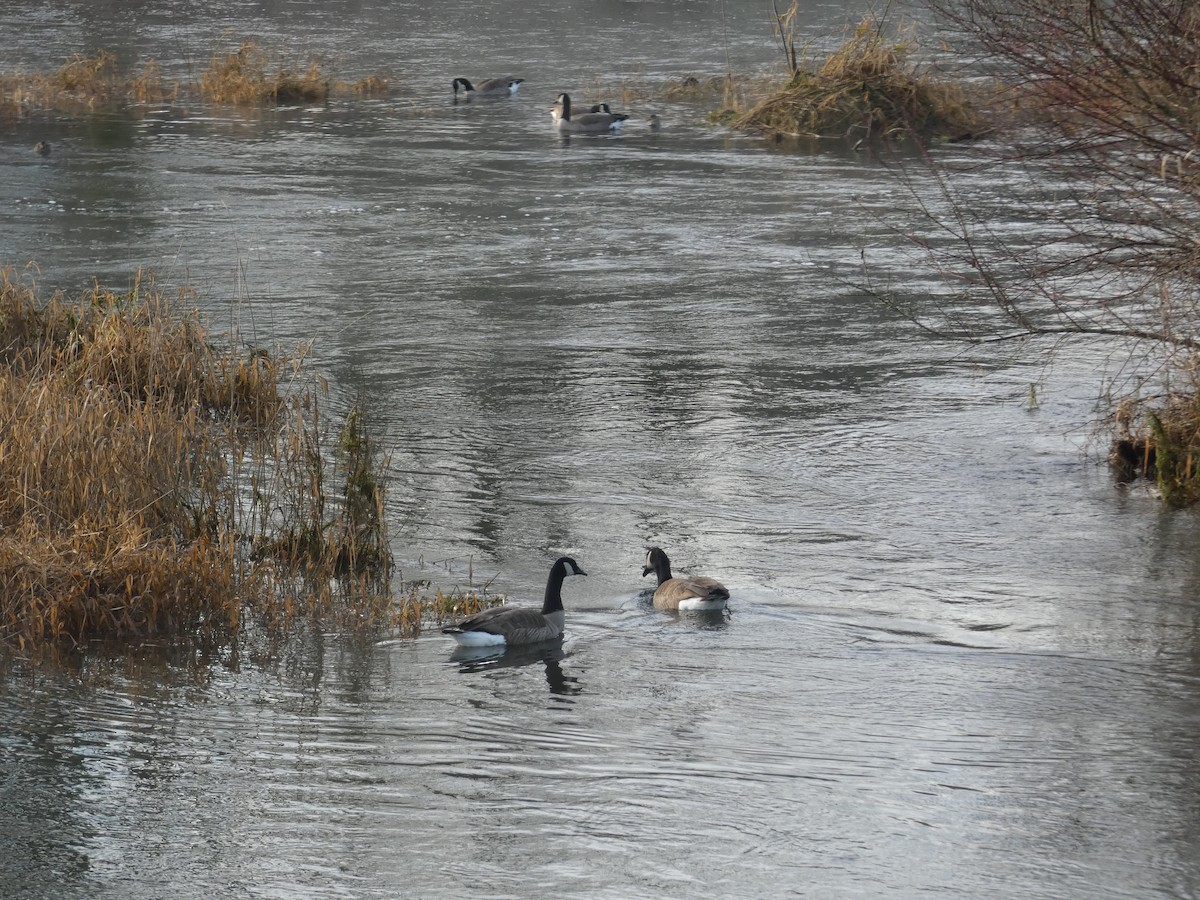 カナダガン - ML647780308