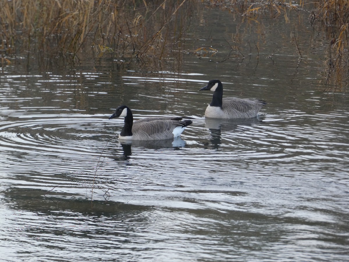 カナダガン - ML647780309