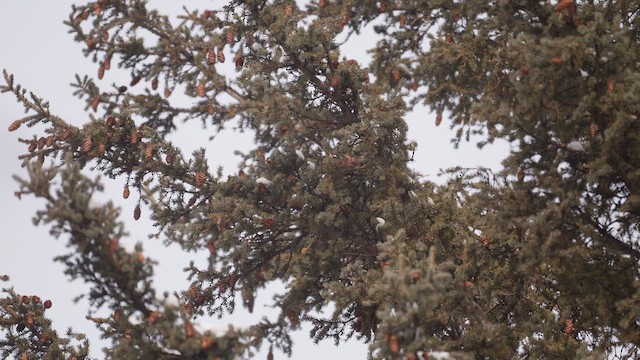 Белокрылый клёст - ML647780311